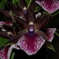 Planta adulta Zygopetalum